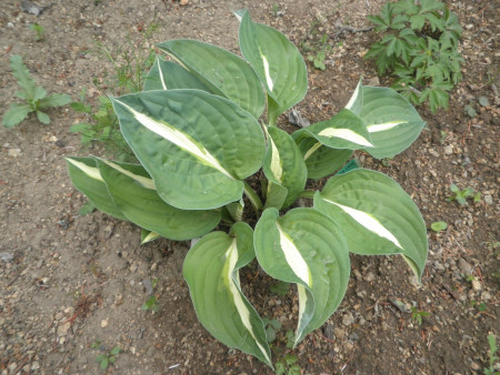 Hosta ´Risky Business´